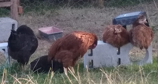 Poules