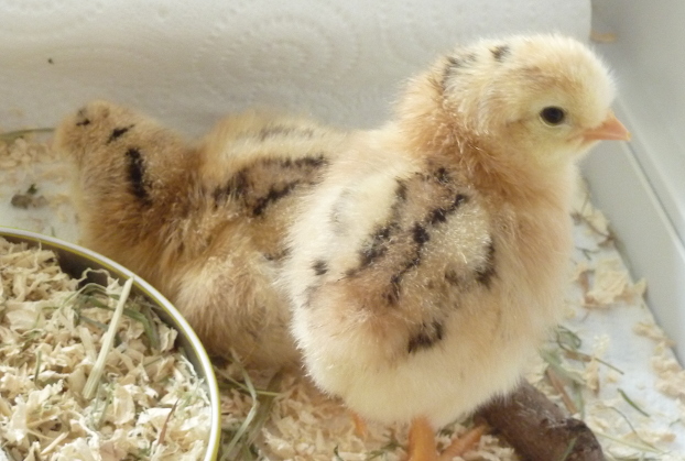 Poussins
