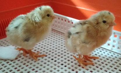 Poussins