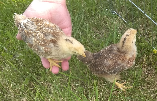 Poussins